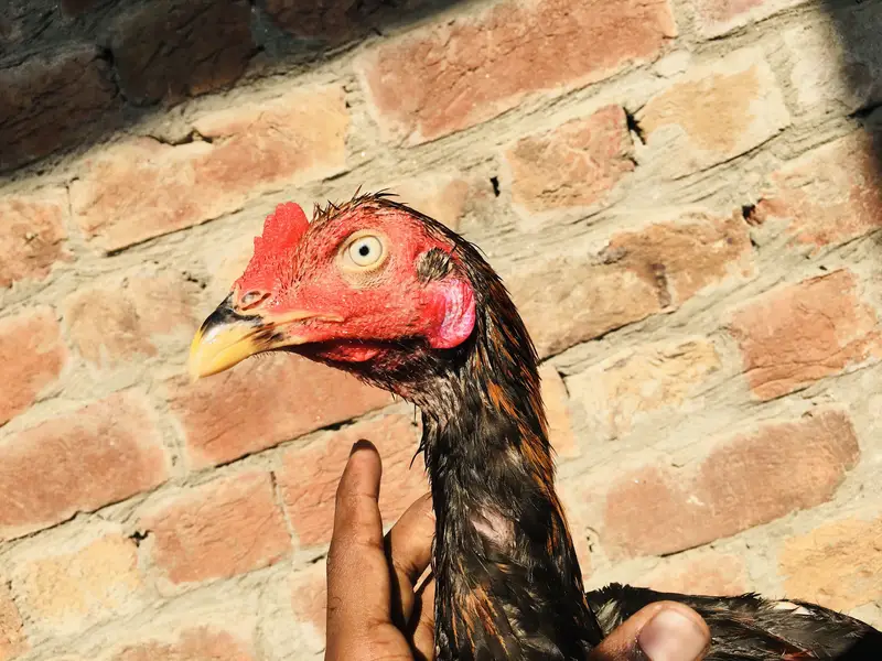 Aseel Kamaliya patha — photo 9