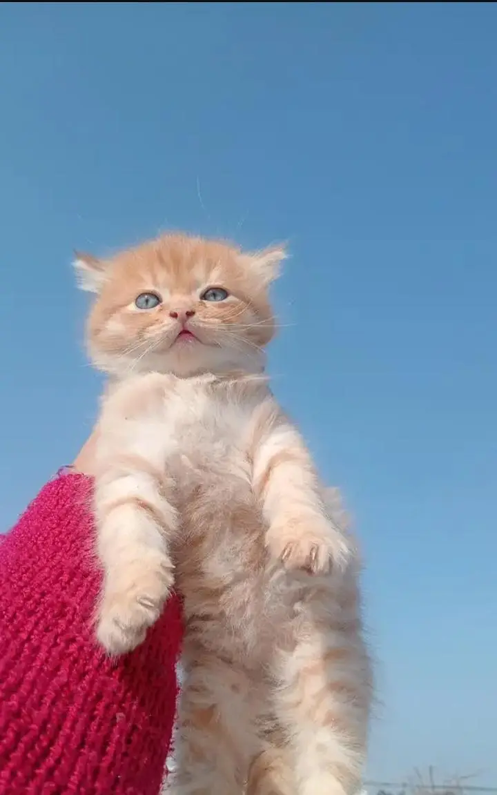 Persian Punch face triple coat cat Kitten — photo 3