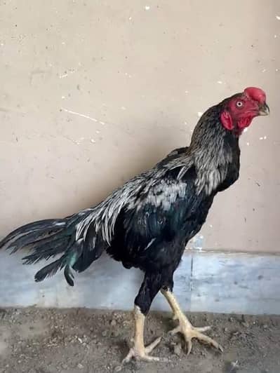 Indian long tail parrot pic cross patha