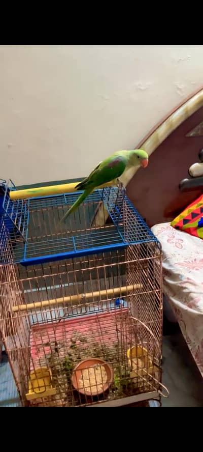 raw parrot hand tame with cage what app number 03018945771