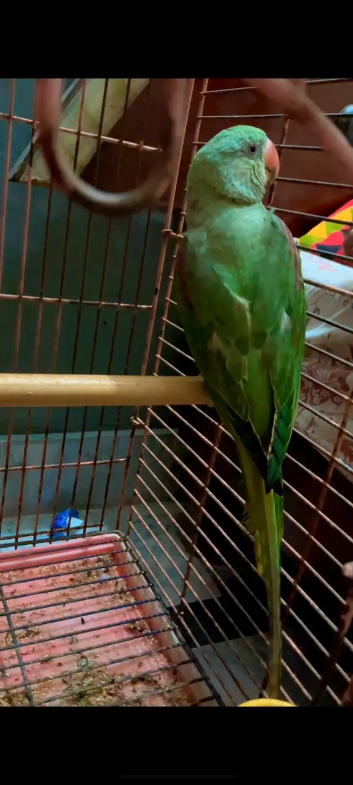 No call contant only what app number ya inbox raw parrot hand tame — photo 2