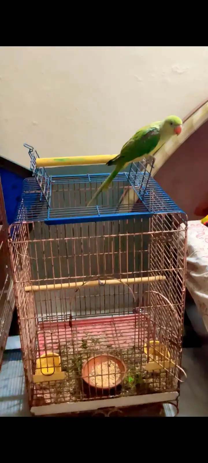 No call contant only what app number ya inbox raw parrot hand tame — photo 3