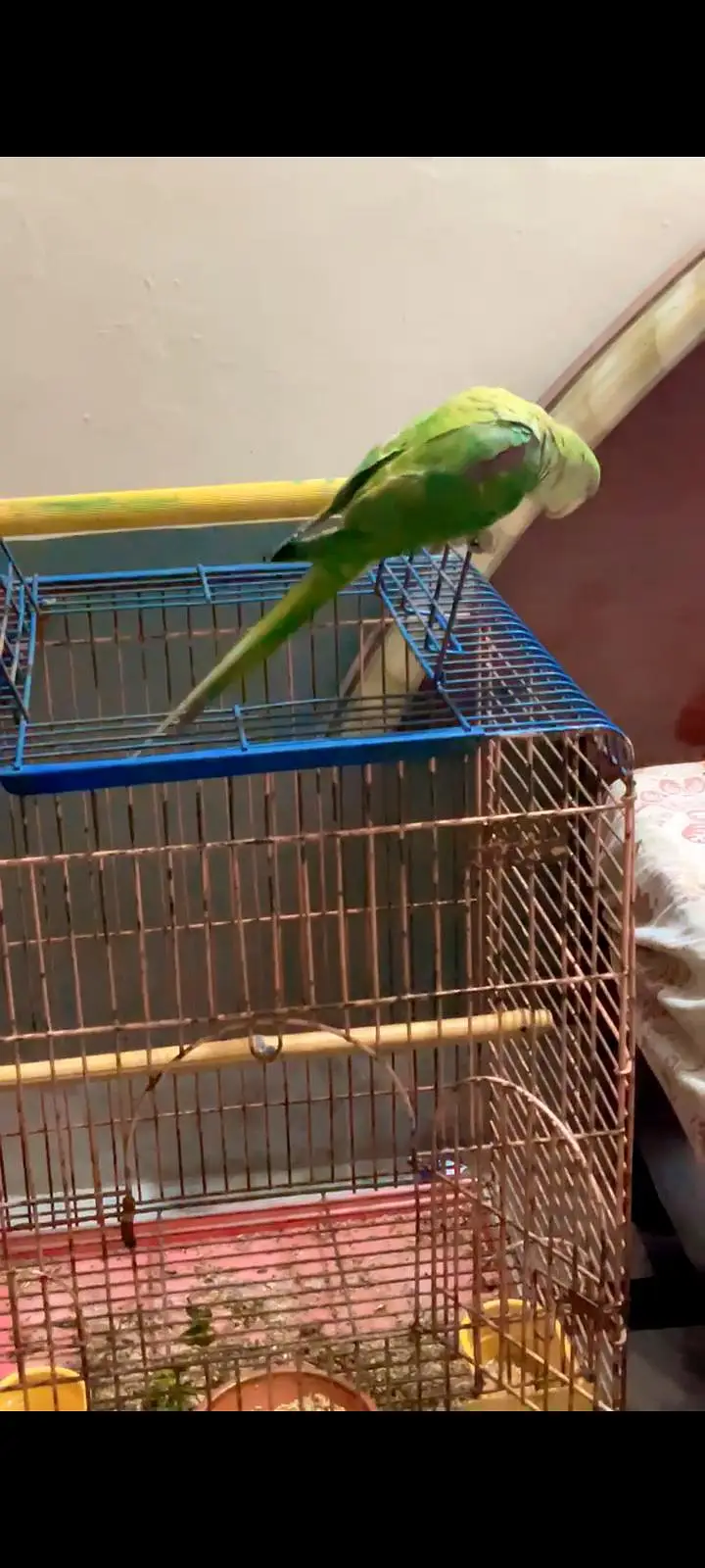 No call contant only what app number ya inbox raw parrot hand tame — photo 4