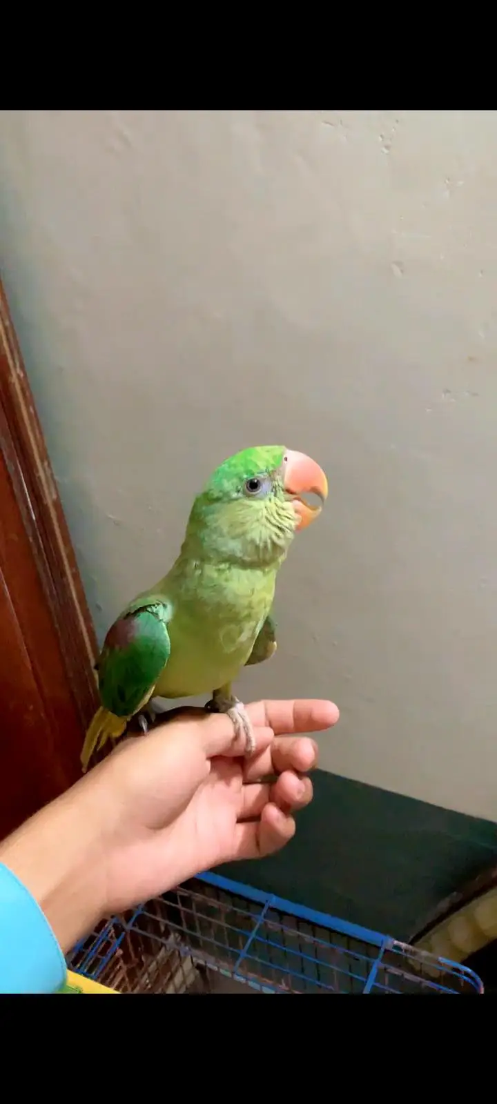 No call contant only what app number ya inbox raw parrot hand tame — photo 5