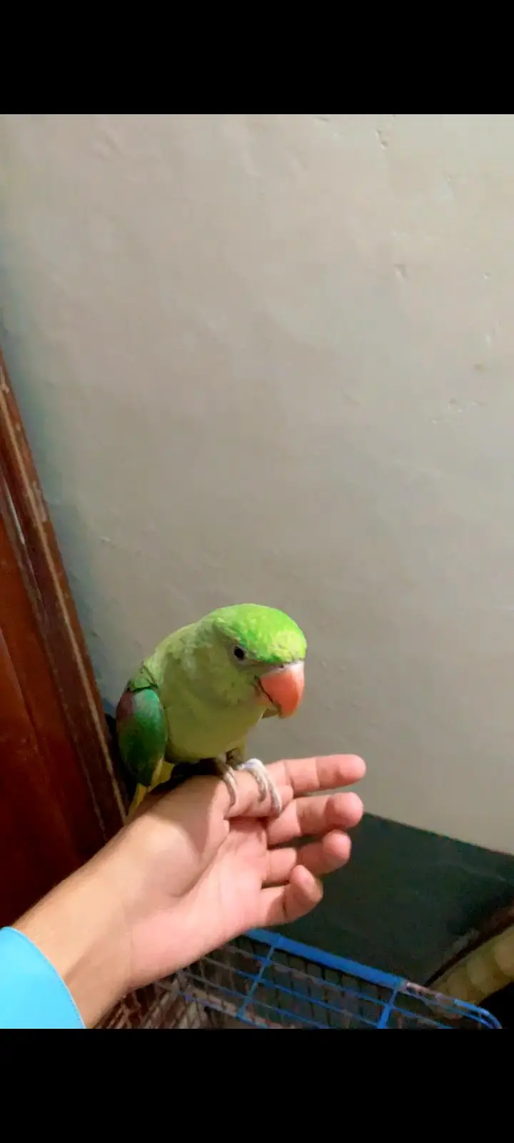 No call contant only what app number ya inbox raw parrot hand tame — photo 6