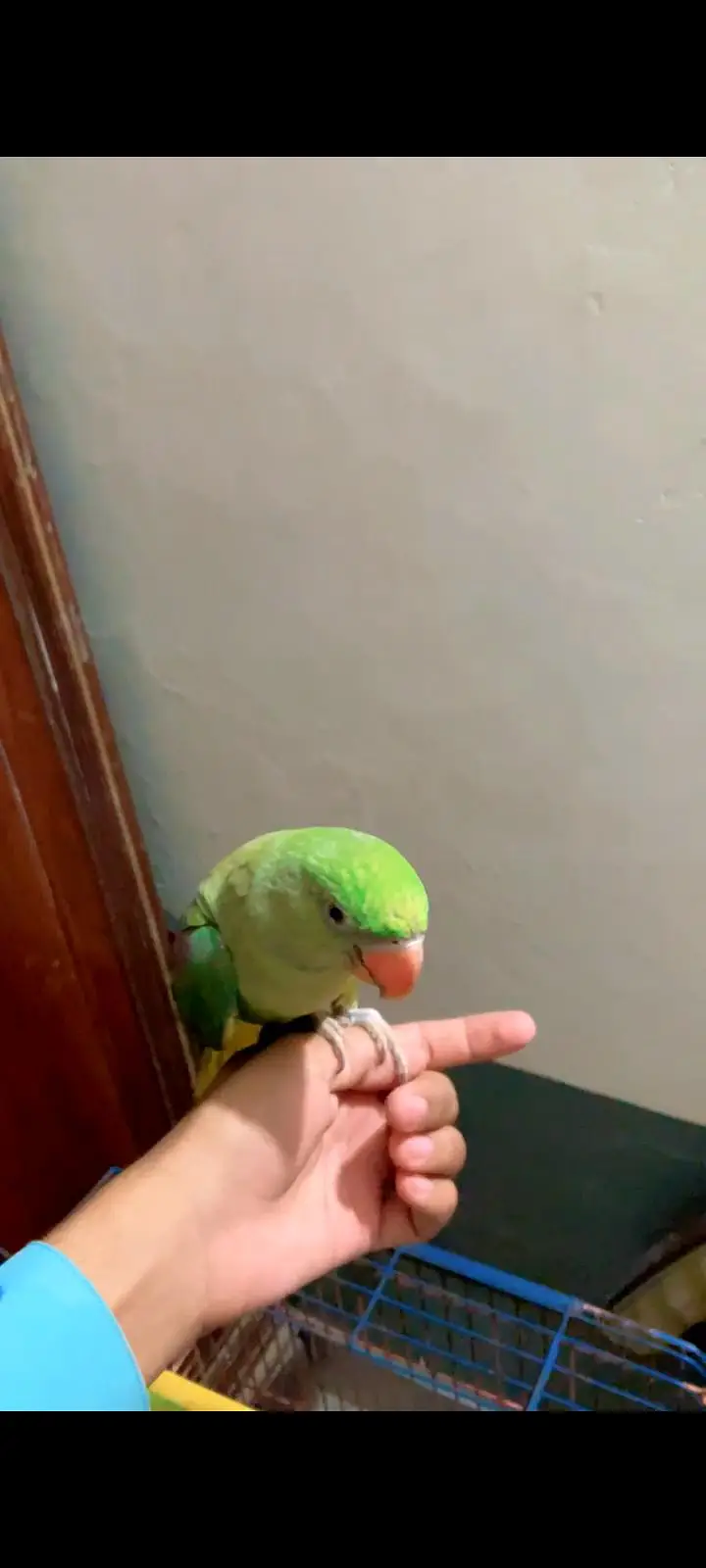 No call contant only what app number ya inbox raw parrot hand tame — photo 7