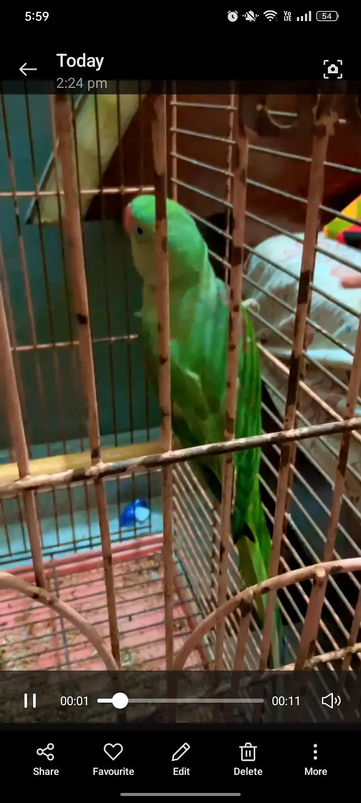 No call contant only what app number ya inbox raw parrot hand tame — photo 8