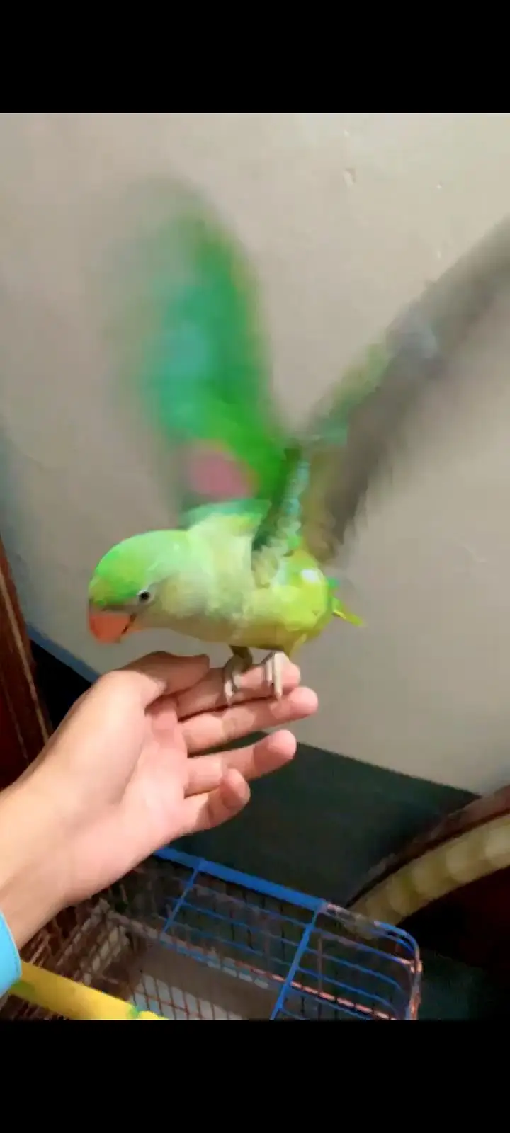 No call contant only what app number ya inbox raw parrot hand tame — photo 9