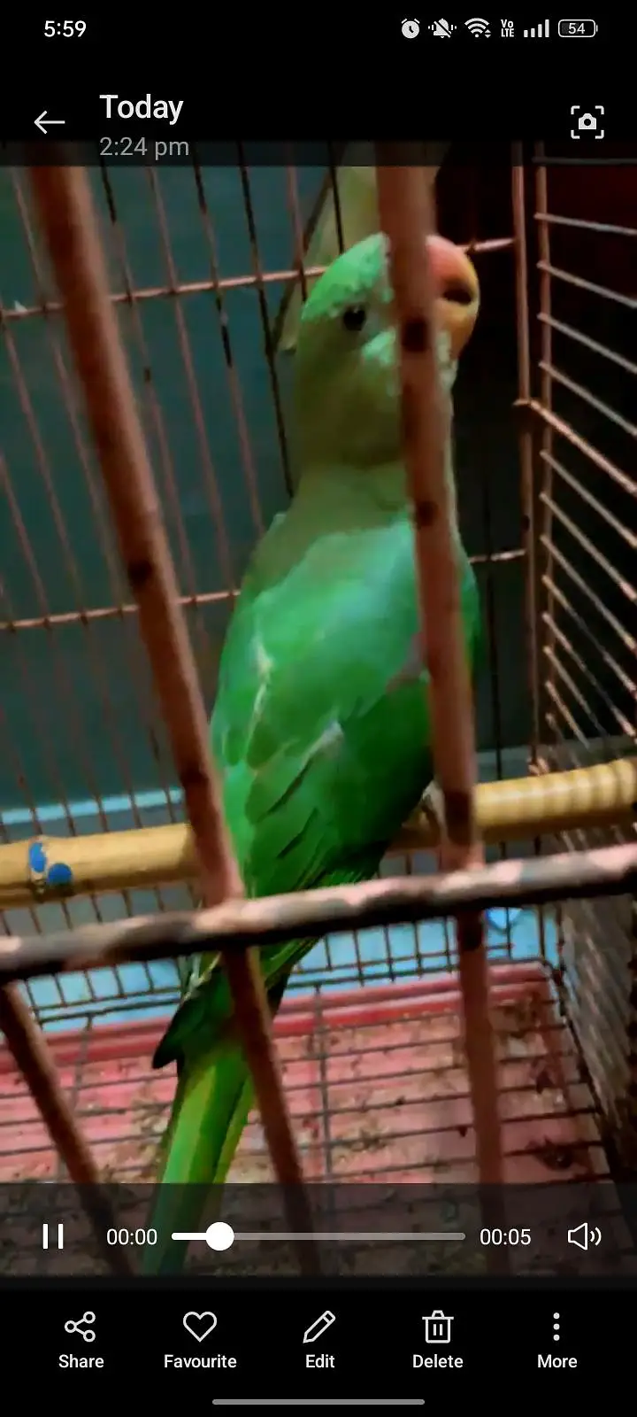No call contant only what app number ya inbox raw parrot hand tame — photo 10