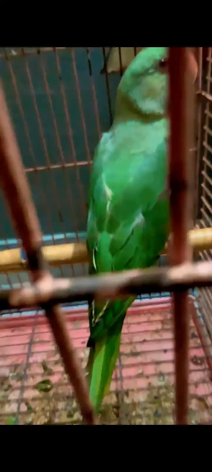 No call contant only what app number ya inbox raw parrot hand tame — photo 11