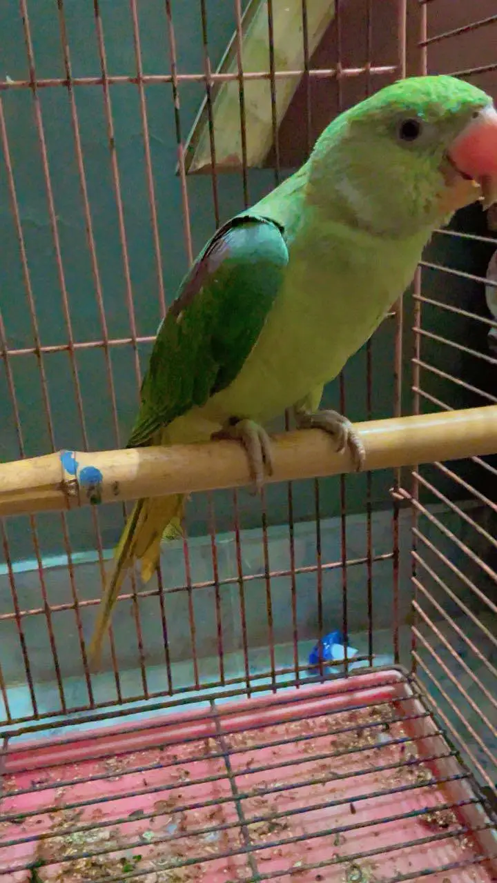 No call contant only what app number ya inbox raw parrot hand tame — photo 12