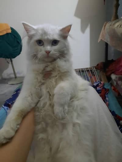 white percian cat for sale