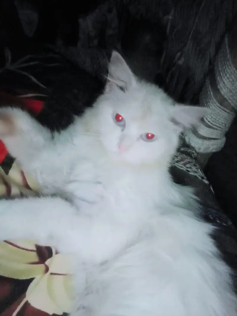 white percian cat for sale — photo 2