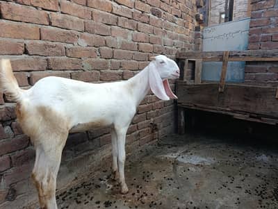 Ranjan Puri Female Goat age 7 mounts