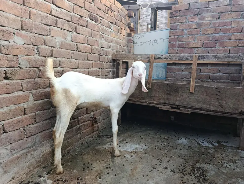 Ranjan Puri Female Goat age 7 mounts — photo 2
