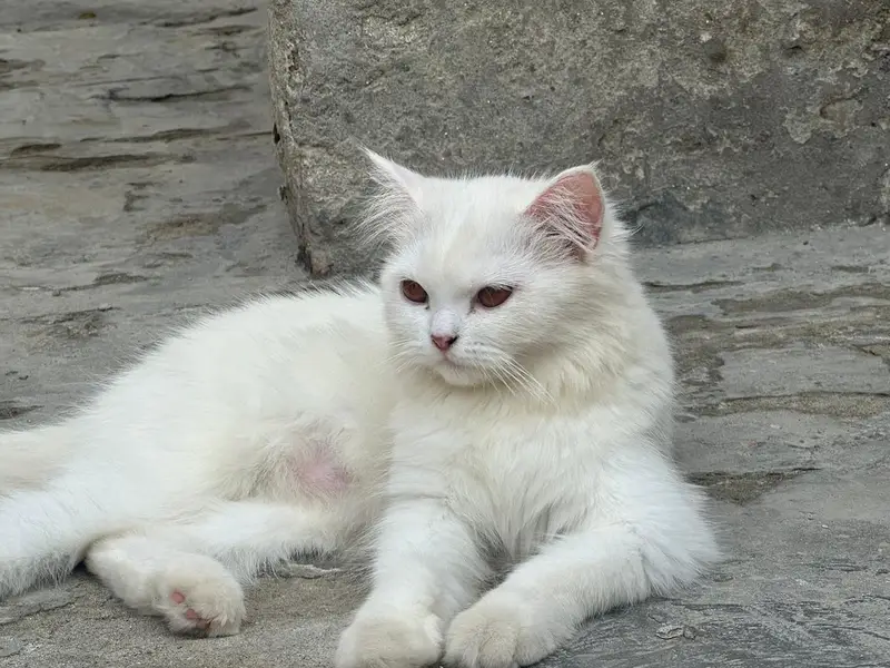 Parsian female cat, age 8 months, eyes golden blackish — photo 2