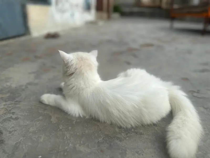 Parsian female cat, age 8 months, eyes golden blackish — photo 3