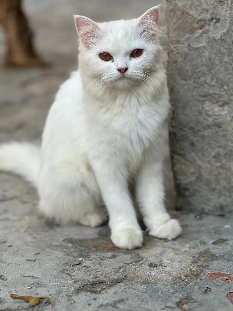 Parsian female cat, age 8 months, eyes golden blackish — photo 4