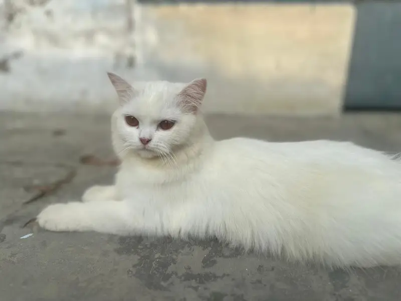 Parsian female cat, age 8 months, eyes golden blackish — photo 7