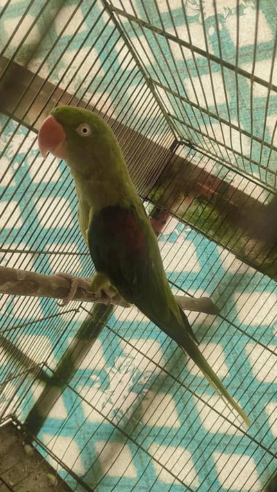Raw Tamed Breeder Female