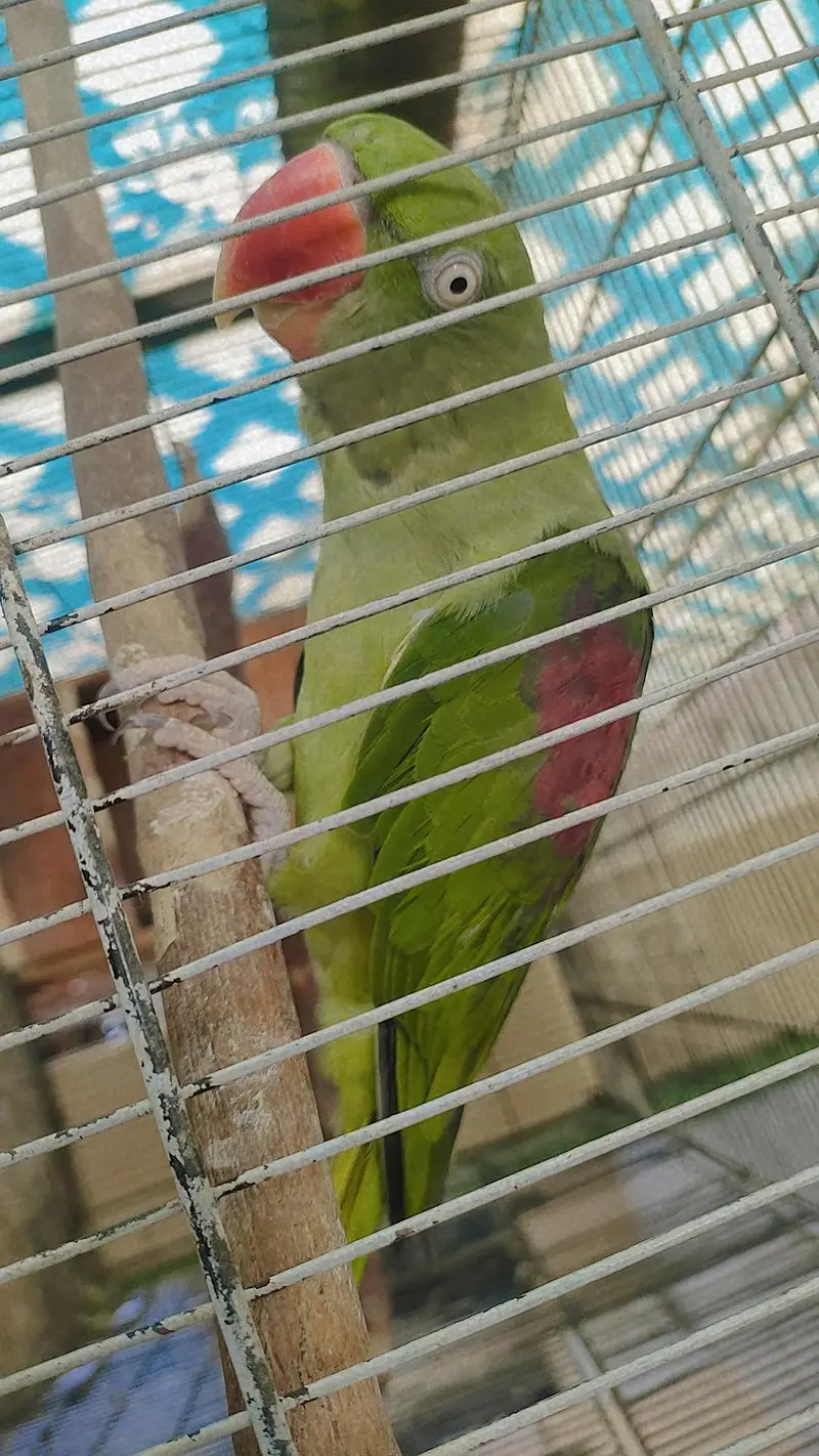 Raw Tamed Breeder Female — photo 2