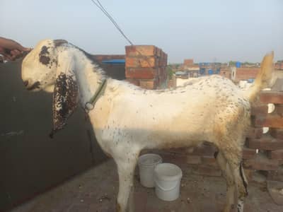 2 Daant Makhi Cheena Breeder