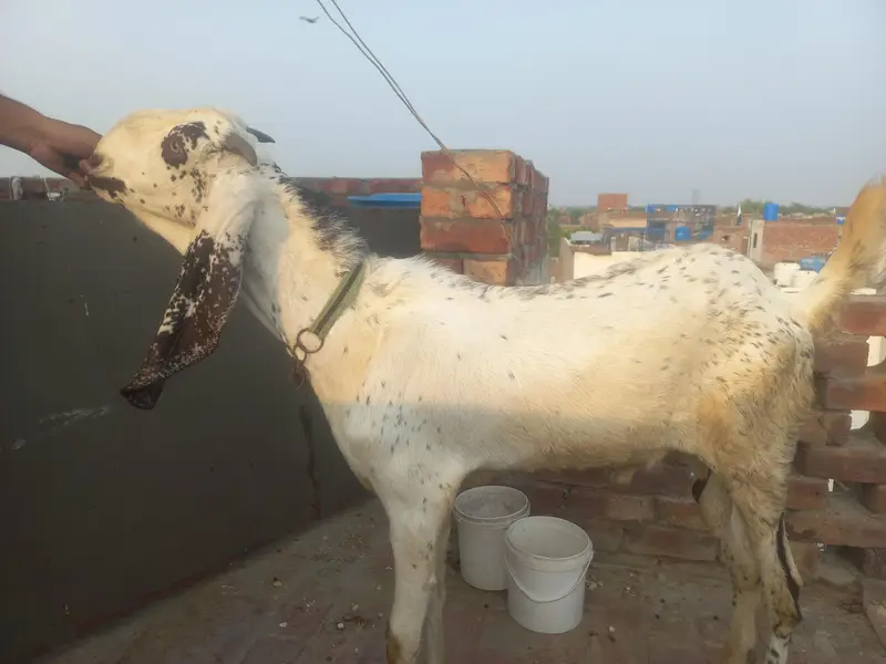2 Daant Makhi Cheena Breeder — photo 2