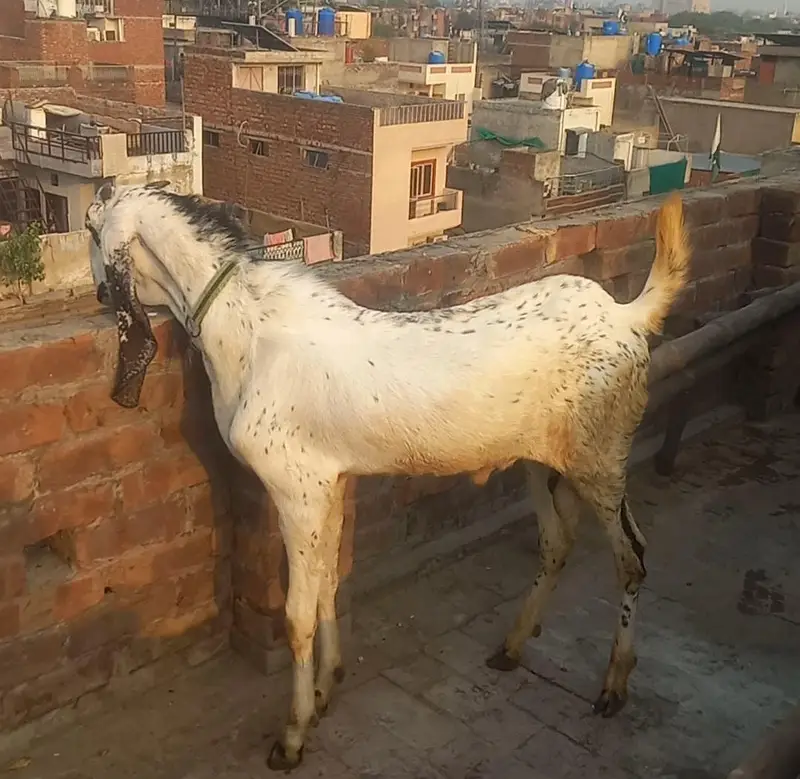 2 Daant Makhi Cheena Breeder — photo 3
