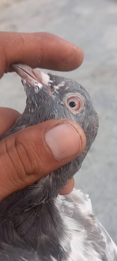 pigeon
