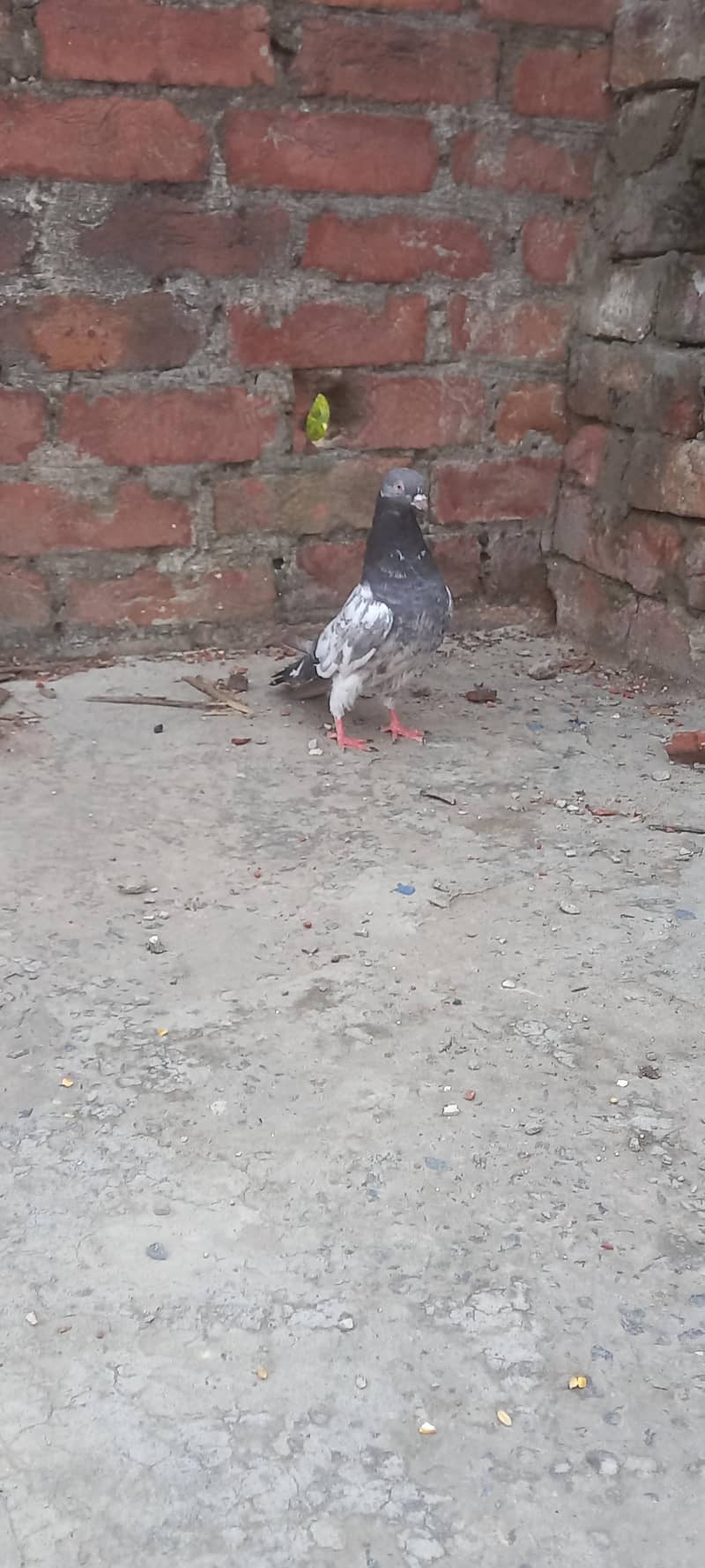 pigeon 1