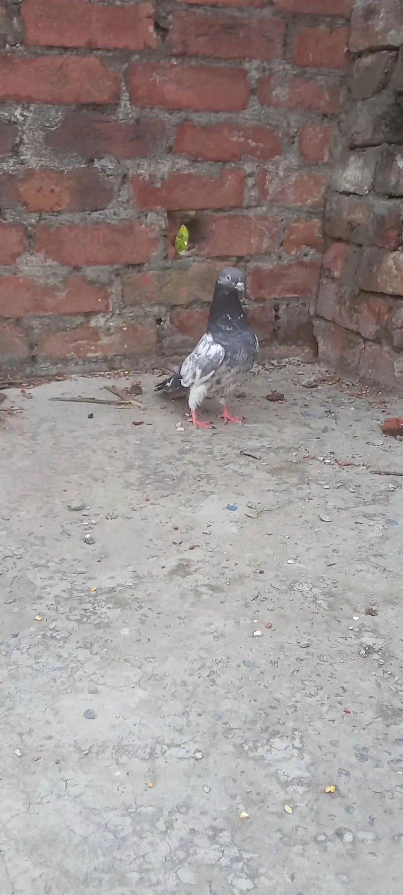 pigeon — photo 2