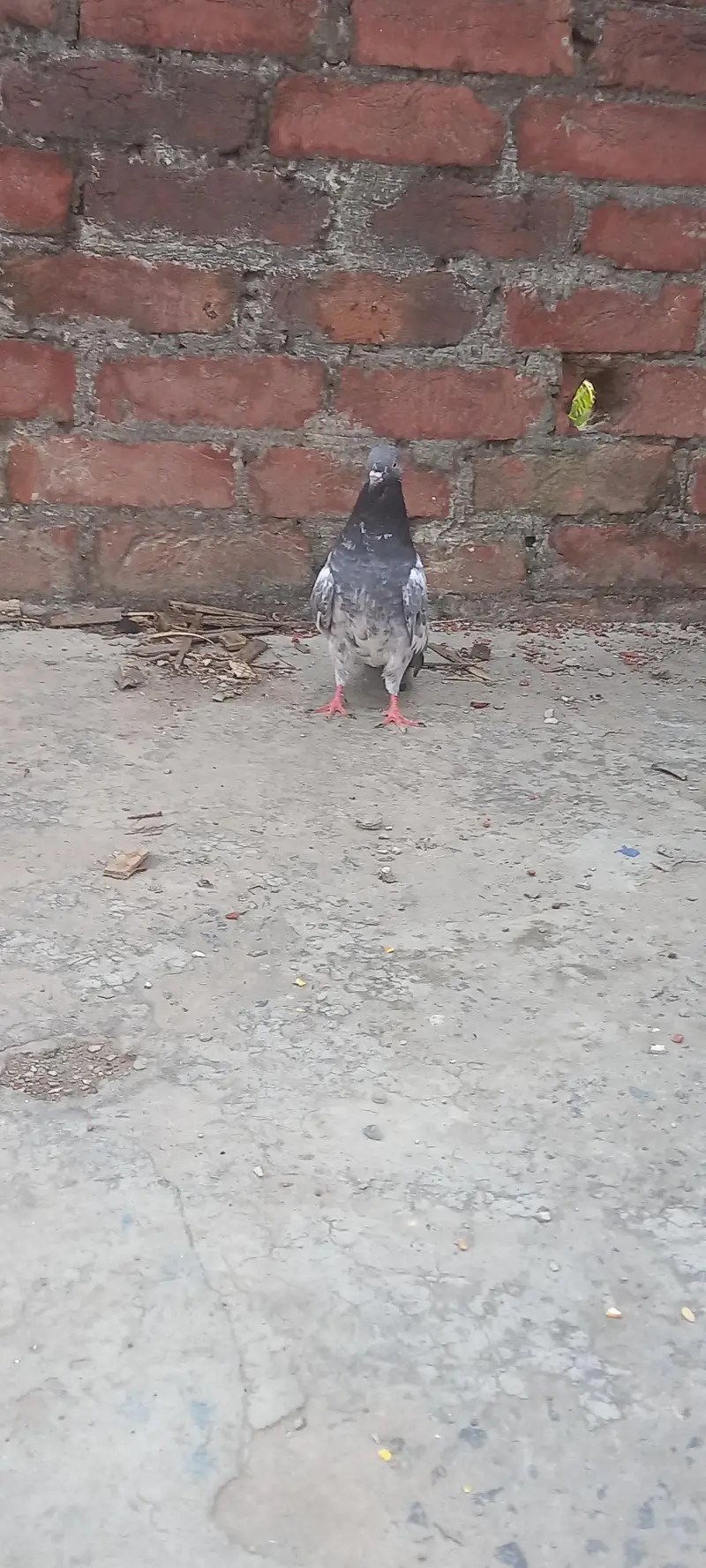 pigeon — photo 3