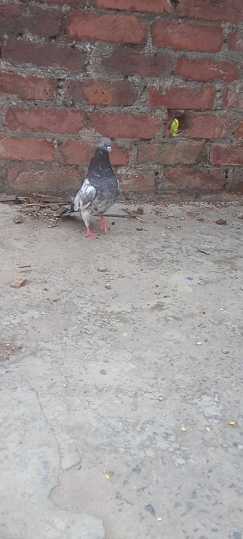 pigeon 3