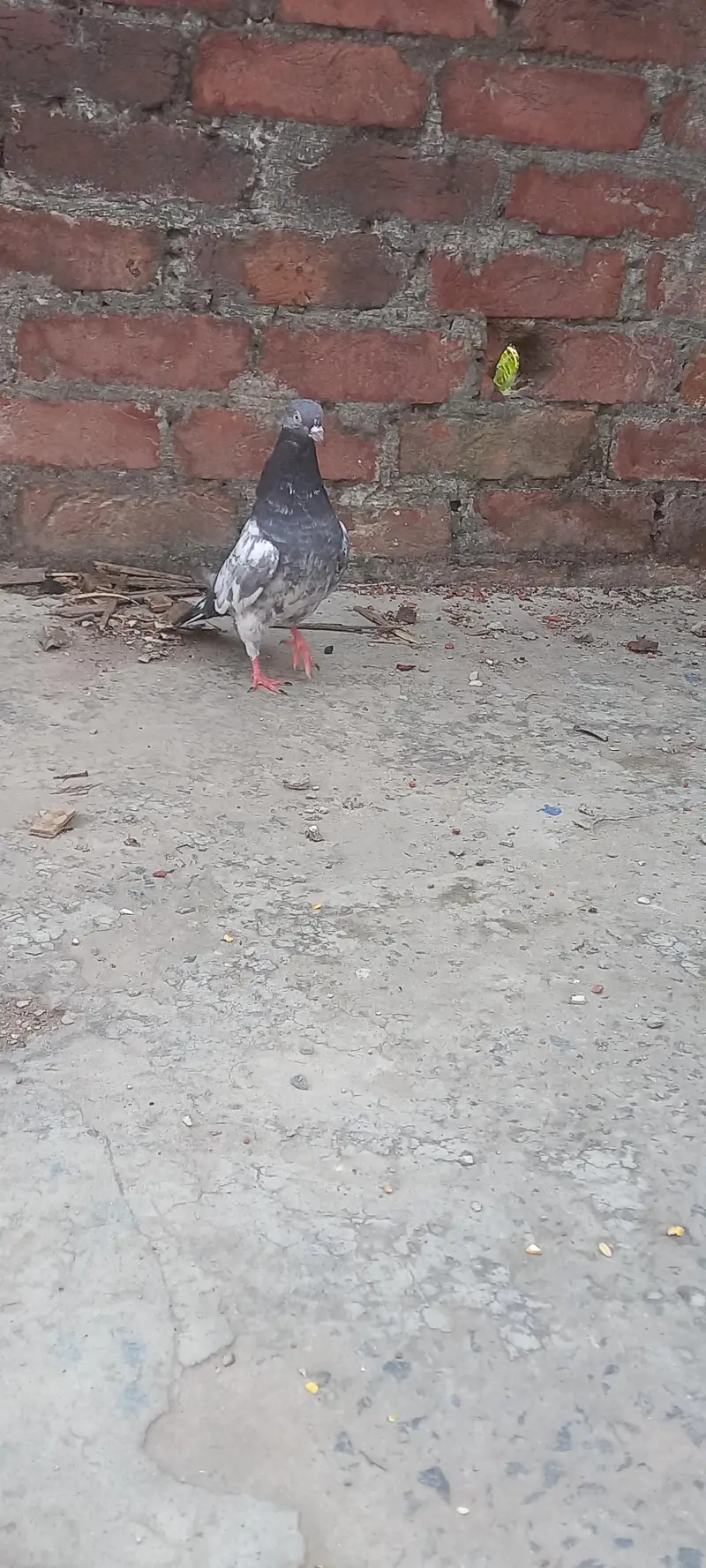 pigeon — photo 4