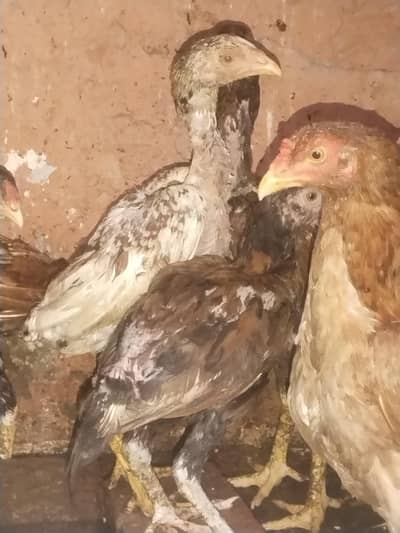 Aseel chicks and cock