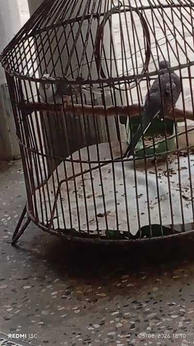 Doves