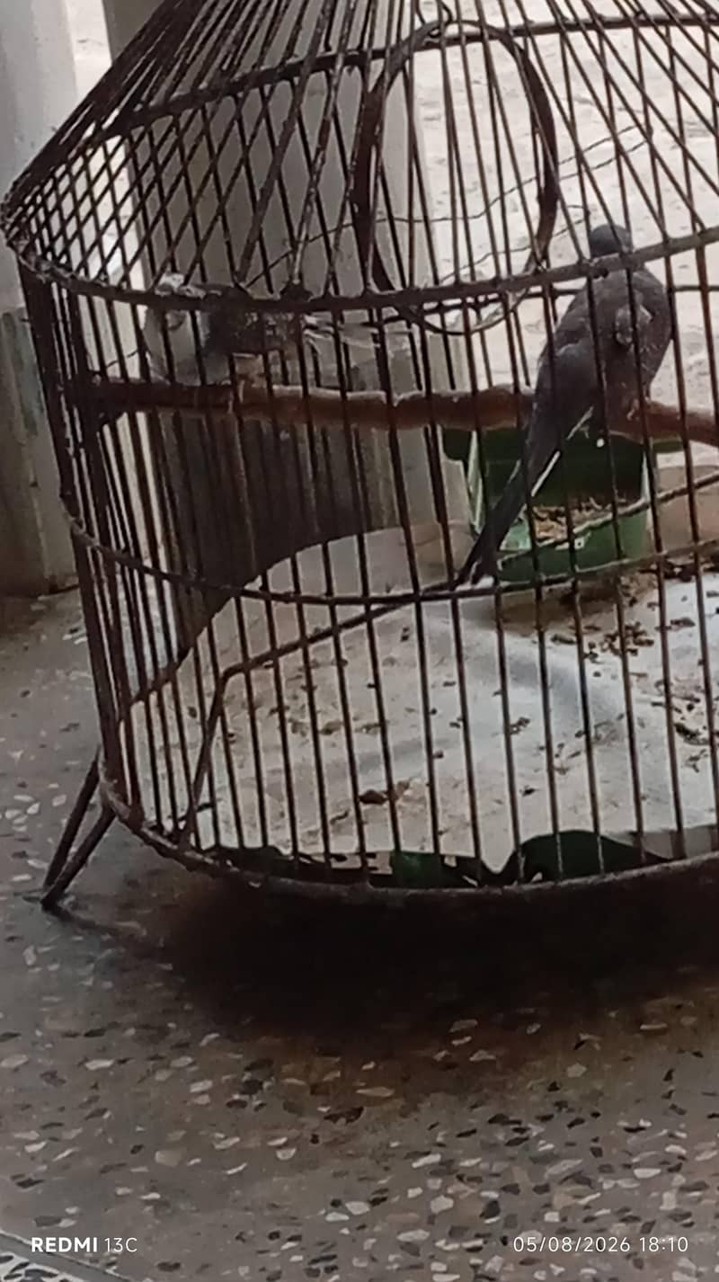 Doves 0