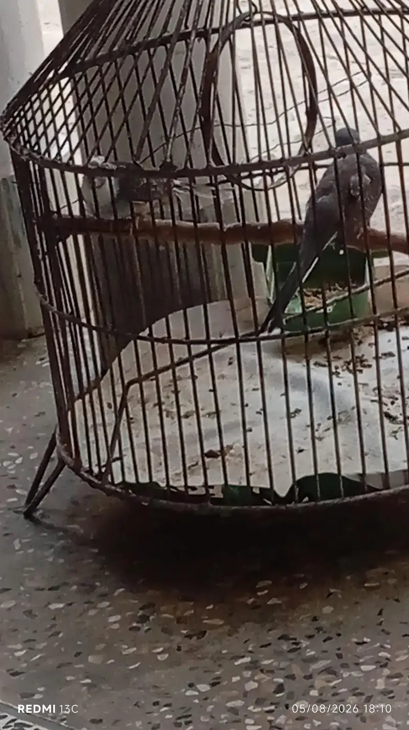 Doves