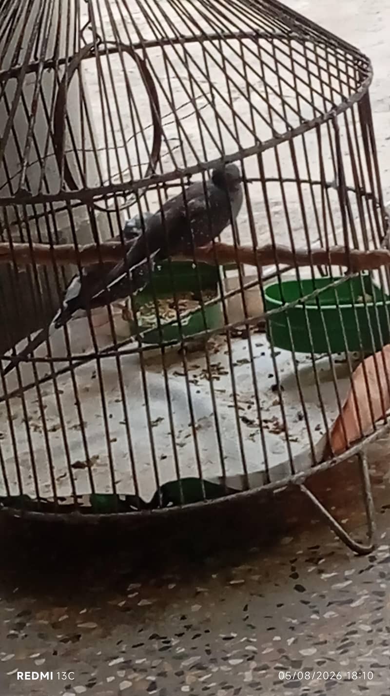 Doves 1