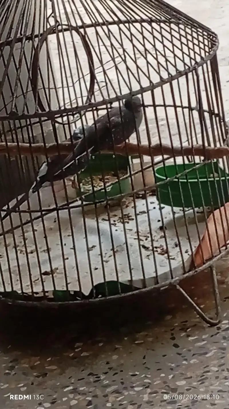 Doves — photo 2