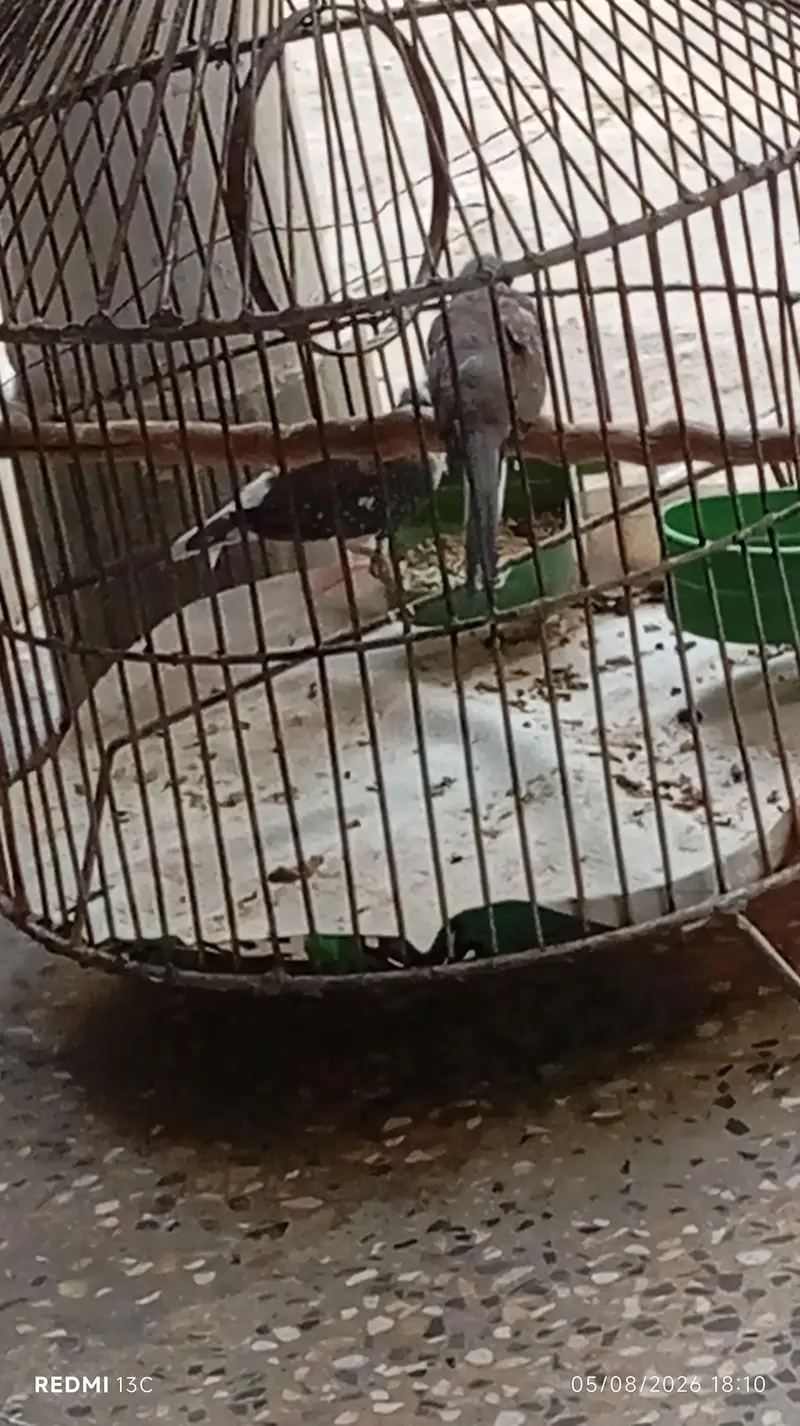 Doves — photo 3