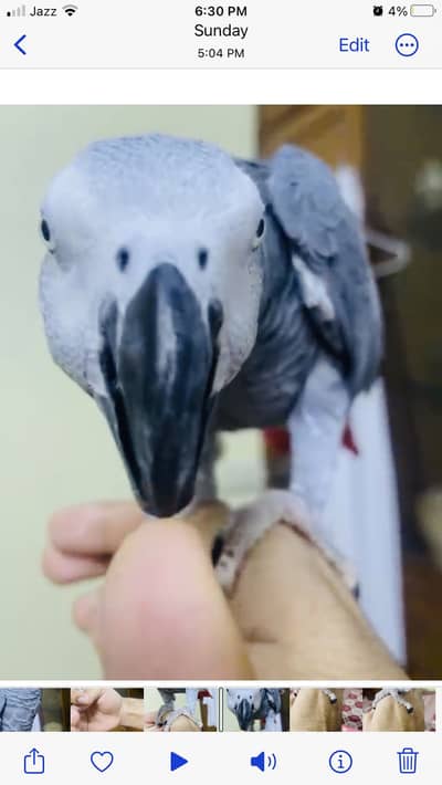 African Grey Parrot for Sale