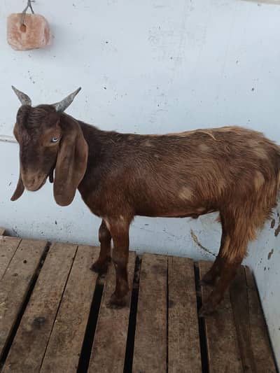 healthy beautyful bakra for sale qurbani special