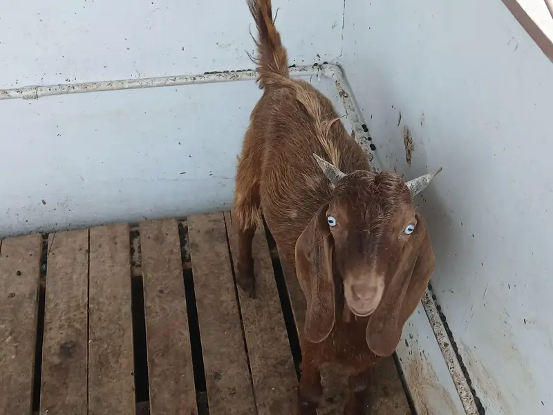 healthy beautyful bakra for sale qurbani special — photo 2
