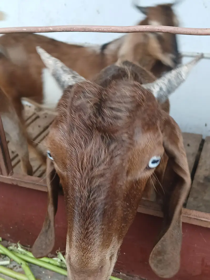 healthy beautyful bakra for sale qurbani special — photo 3