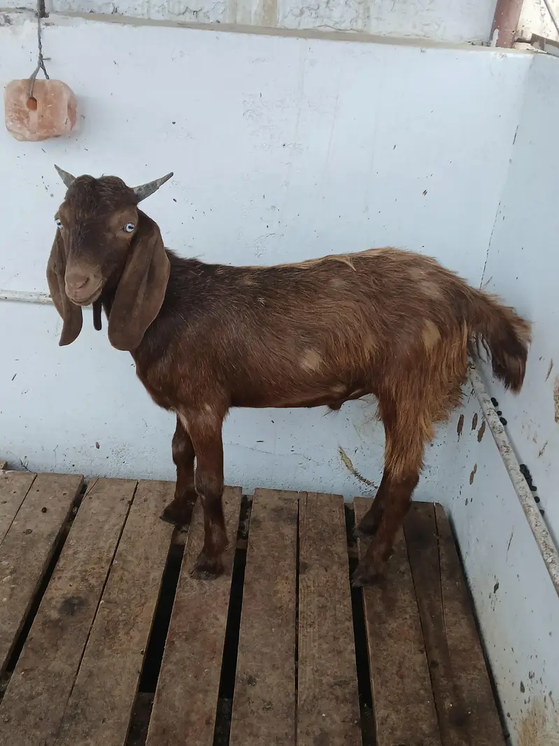 healthy beautyful bakra for sale qurbani special — photo 4