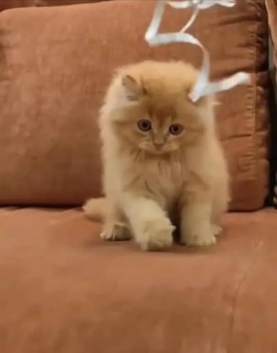 Persian Punch face triple coat cat Kitten