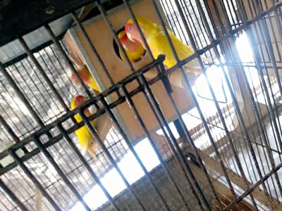Lutino Lovebirds Pair For sale.