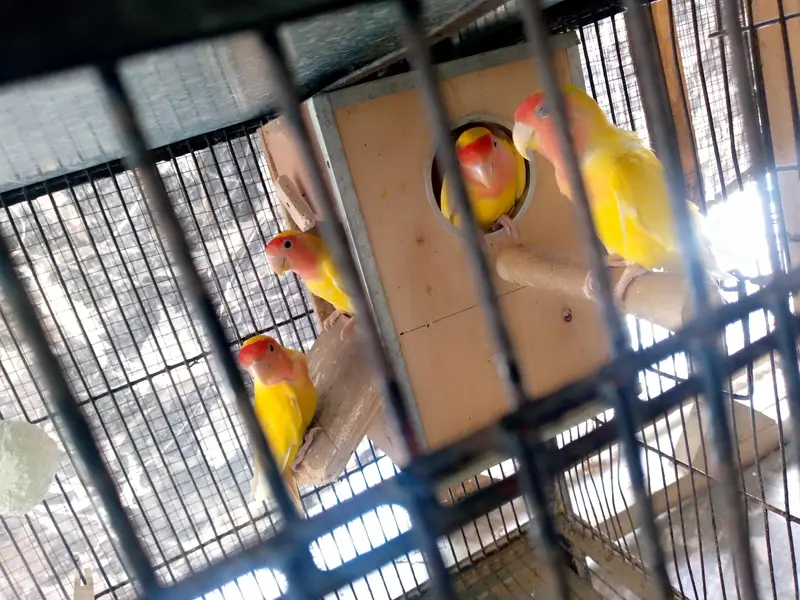 Lutino Lovebirds Pair For sale. — photo 2