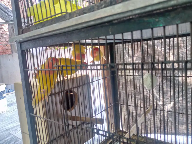 Lutino Lovebirds Pair For sale. — photo 3